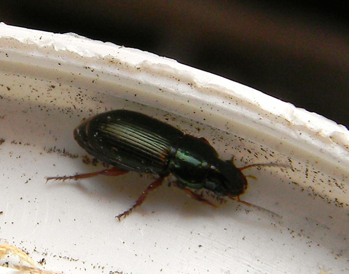 Quale Harpalus? Harpalus affinis